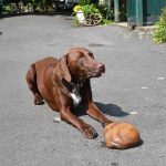 Hof Rodenbeckenschnieder: Hofhund Anton